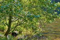 Tree branches over the lake royalty free stock photos Tree branches over the lake royalty free stock photos