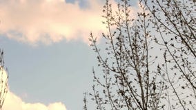 Tree branches sway on the blue sky and clouds at sunset. Spring has come, it`s warm. Cloudy weather. The trees have buds stock footage Tree branches sway on the blue sky and clouds at sunset. Spring has come, it`s warm. Cloudy weather. The trees have buds stock footage