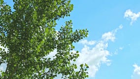 Tree branches sway on the blue sky and clouds at sunset. Spring has come, it`s warm. Cloudy weather. The trees have buds stock footage Tree branches sway on the blue sky and clouds at sunset. Spring has come, it`s warm. Cloudy weather. The trees have buds stock footage