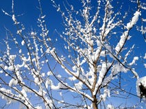 Tree Branches Under The Cover Of Snow Stock Photo