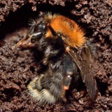 Tree bumblebee (Bombus hypnorum) hibernating stock image Tree bumblebee (Bombus hypnorum) hibernating stock image