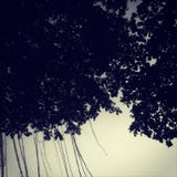 Tree canopy in twilight royalty free stock images Tree canopy in twilight royalty free stock images