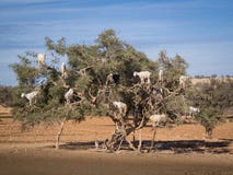 Tree Climbing Goats In Morocco Royalty Free Stock Images
