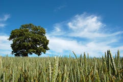 Tree in a Crop Field royalty free stock image Tree in a Crop Field royalty free stock image