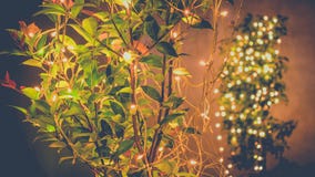 Tree decoration with led bulbs night