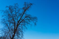 Tree in early spring against a blue sky stock image Tree in early spring against a blue sky stock image