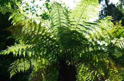 Tree Fern - backlit royalty free stock image Tree Fern - backlit royalty free stock image