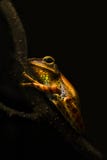 A Tree Frog ( Hylidae)