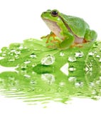 Tree Frog On Dewy Leaf Royalty Free Stock Photos