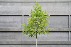 Tree in front of concrete building. Modern architecture versus nature Stock Photography Tree in front of concrete building. Modern architecture versus nature Stock Photography