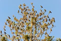 Tree Full Of Birds Stock Images