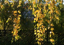 tree för höstbjörkfilial Arkivbilder tree för höstbjörkfilial Arkivbilder