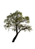 Tree of gold growing up on the roadside in the countryside isolated on white background. Royalty Free Stock Image Tree of gold growing up on the roadside in the countryside isolated on white background. Royalty Free Stock Image