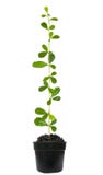 Tree Grow Up Stock Photos Tree Grow Up Stock Photos