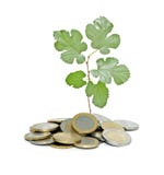 Tree Growing From Pile Of Coins Royalty Free Stock Images Tree Growing From Pile Of Coins Royalty Free Stock Images