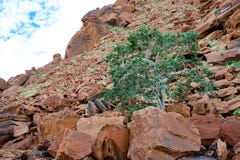 Tree growing between rocks in Twyfelfontein, Namibia Stock Photography Tree growing between rocks in Twyfelfontein, Namibia Stock Photography