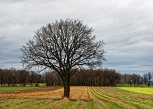 Tree on harvested field in front of a forest stock photo Tree on harvested field in front of a forest stock photo