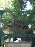 Tree of Hippocrates in Kos, Greece royalty free stock photo Tree of Hippocrates in Kos, Greece royalty free stock photo
