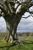 Tree In Lake District, UK Royalty Free Stock Images