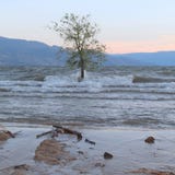 Tree In Water With Splashing Waves On Tree Trunk Royalty Free Stock Photo Tree In Water With Splashing Waves On Tree Trunk Royalty Free Stock Photo