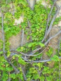 Tree stock images Tree stock images