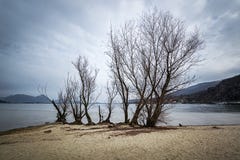 Tree by the lake stock photos Tree by the lake stock photos