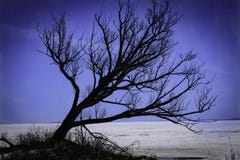 Tree on Lake Nipissing stock photo Tree on Lake Nipissing stock photo