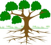 Tree, Leaf, Plant, Woody Plant Stock Photography Tree, Leaf, Plant, Woody Plant Stock Photography