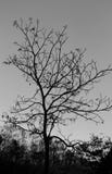 tree without leaves in black and white stock image tree without leaves in black and white stock image