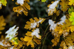 Tree and leaves covered in snow in winter stock images Tree and leaves covered in snow in winter stock images