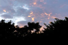 tree line silhoette with orange sunset sky