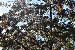 Tree royalty free stock photography Tree royalty free stock photography