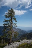 Tree on Mt Baldy royalty free stock image Tree on Mt Baldy royalty free stock image