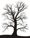 Tree Oak Summer Royalty Free Stock Image Tree Oak Summer Royalty Free Stock Image