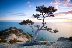 Tree On A Cliff Stock Images
