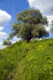 Tree On The Bank And A Road At Green Meadow Royalty Free Stock Photo Tree On The Bank And A Road At Green Meadow Royalty Free Stock Photo
