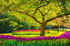 Tree and tulip flowers in spring garden. Keukenhof, Netherlands, Europe. stock photography Tree and tulip flowers in spring garden. Keukenhof, Netherlands, Europe. stock photography