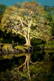 Tree with reflection at Hamarikyu also Hama Rikyu Gardens. Chuo Ward, Tokyo, Kanto Region, Honshu, Japan stock image Tree with reflection at Hamarikyu also Hama Rikyu Gardens. Chuo Ward, Tokyo, Kanto Region, Honshu, Japan stock image