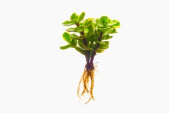 Tree with a root on a white background stock photo Tree with a root on a white background stock photo