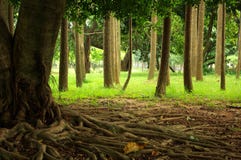 Tree Roots Royalty Free Stock Image Tree Roots Royalty Free Stock Image
