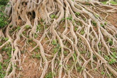 Tree Roots Royalty Free Stock Photo