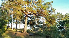 Tree royalty free stock image Tree royalty free stock image