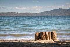 Tree at the shore of lake Apoyo near Granada, Nicaragua stock photography Tree at the shore of lake Apoyo near Granada, Nicaragua stock photography