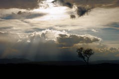 Tree silhouette royalty free stock photos Tree silhouette royalty free stock photos