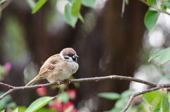 Tree Sparrow Stock Image