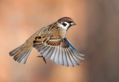 Tree sparrow flies on fast speed with spreaded wings and clear orange background stock images Tree sparrow flies on fast speed with spreaded wings and clear orange background stock images