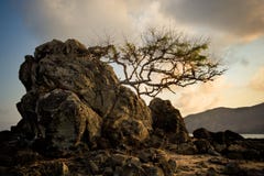 Tree Struggling To Survive On Rock At Beach Stock Photography