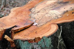 Tree-stump Stock Images