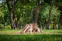 Free Tree Stump Royalty Free Stock Image - 71550426