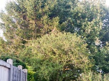 Tree tops shining in the soft light of sunset evening outside royalty free stock images Tree tops shining in the soft light of sunset evening outside royalty free stock images
